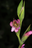 Gladiolus italicus RCP5-2019 (13).JPG